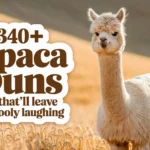 Alpaca Puns That’ll Leave You Wooly Laughing