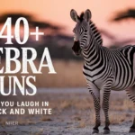 Zebra Puns That’ll Make You Laugh in Black and White